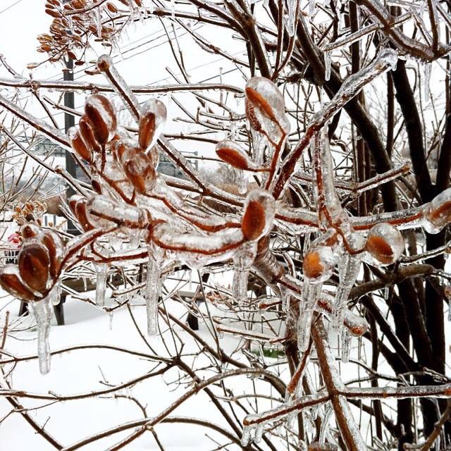 LalaMacaraeg's tweet photo. Our first Xmas in Canada we were gifted with an #icestorm and blackouts. Last year we had thigh-high snow. Truly, i wouldn’t mind a dry Christmas weather this time. #WhiteChristmas next year na lang 😅 #frozen #frozeneverything #TrueNorth https://t.co/olSskCdjbL