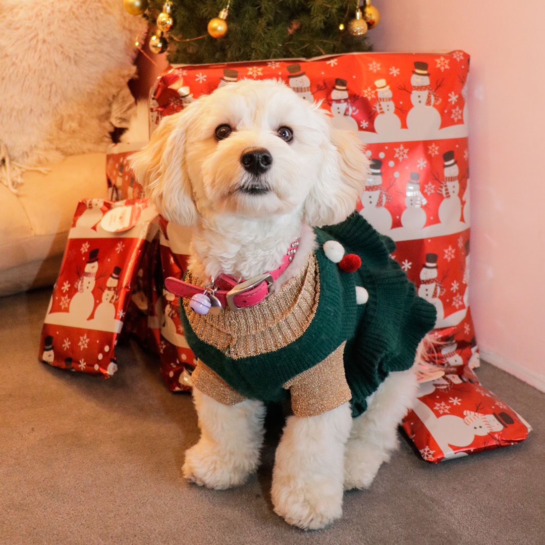 Pets Of Broadway tweet media