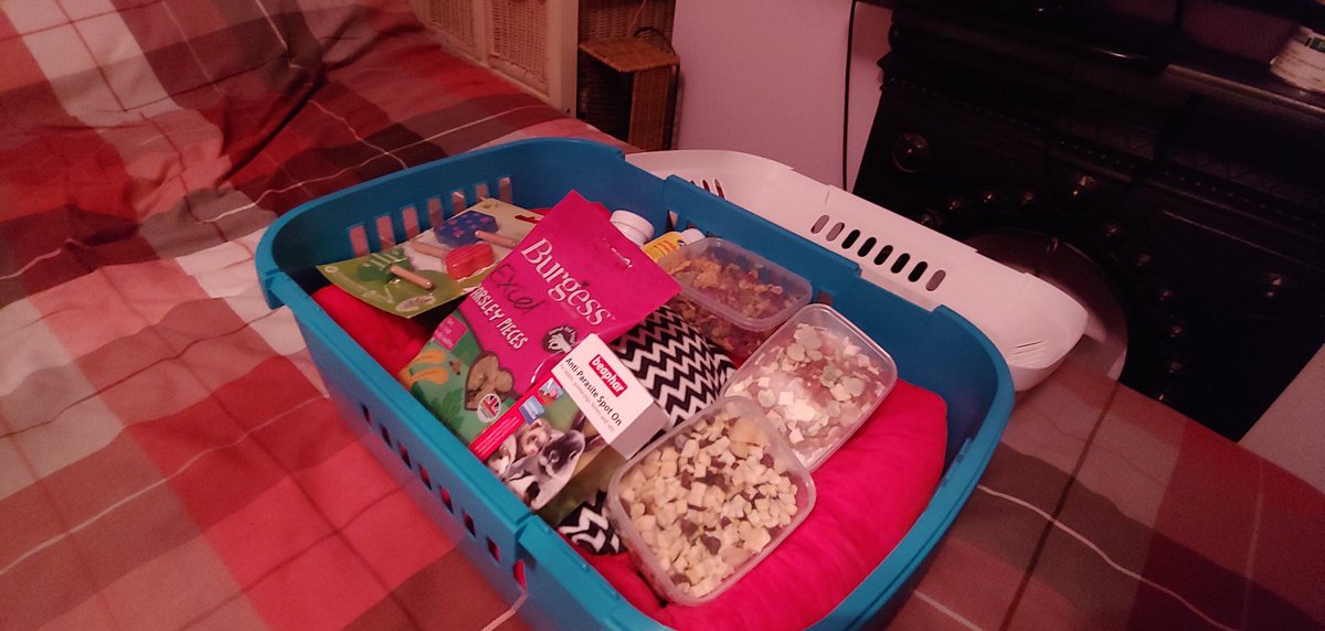 jamyuwu's tweet photo. Presents for guinea pigs: sorted. ☺🎁 https://t.co/75UPCiY6RB