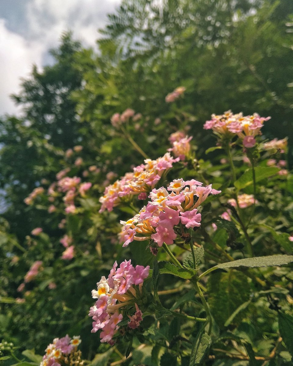 NITHISH4217's tweet photo. @TheFlowerWorld 
@nature_ph0tos 
@Nature_pixxx 
@Anthony_Walton0 
#naturelovers #nature #NaturalBeauty #naturephotography https://t.co/6pcyViF4VY