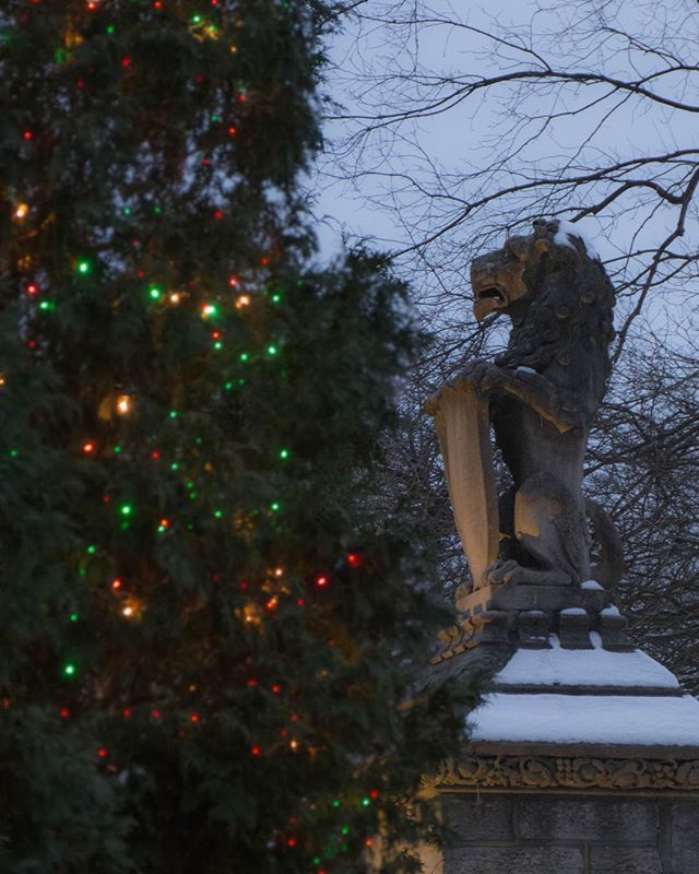 Dvmheather's tweet image. A lion in winter ⠀
⠀
I like the sharpness of the lion with the lights and tree out of focus in the foreground.⠀
⠀
#stanhywet #lioninwinter #christmastreelights #lightsofchristmas #snow #christmasbokeh ⠀ bit.ly/2GB7gAS