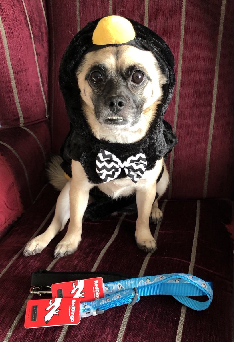 hollyrustipug14's tweet photo. Whoopee! My @RedDingoINC winter lead and collar set has arrived from @DapperPets but I donโt understand why I have to be dressed as a penguin just because itโs got penguins on it! ๐ง๐คฃ๐พ #reddingo #dapperpets #winter #dogfashion #penguinsuit #dogsoftwitter #dogsofinstagram https://t.co/wPjOpEhIrE