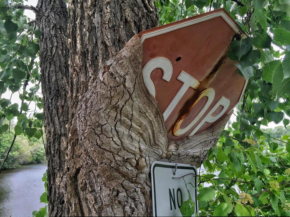 neverpaint's tweet photo. #hungrytrees are so cool and inspiring I NEED to use https://t.co/fLd6BYe5ID a fictional world for a comic or something https://t.co/ijMPq9XJdi