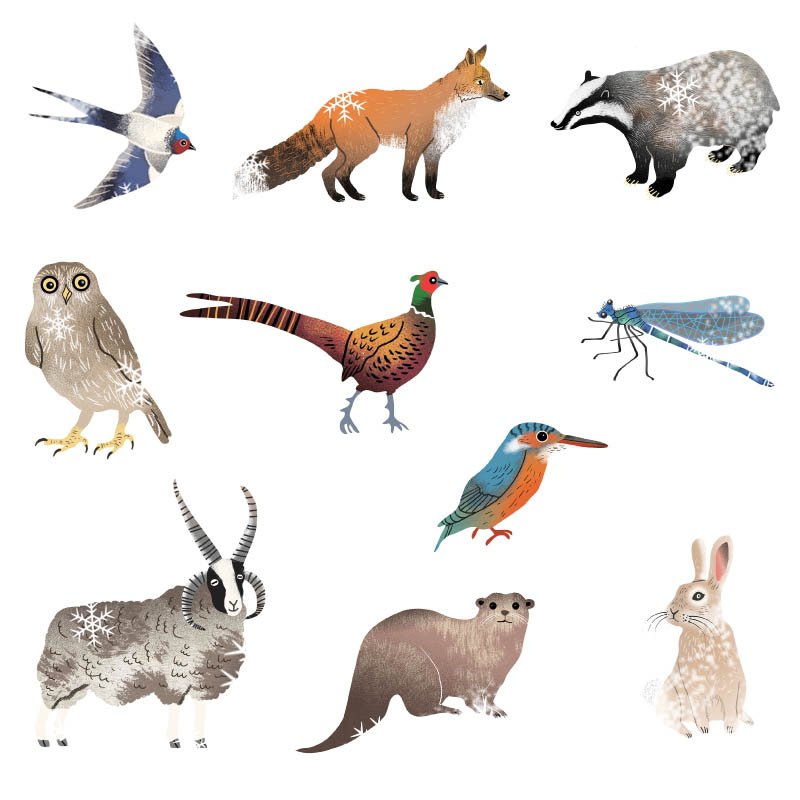 colourheroes's tweet photo. #day 22 a collection of the beautifully #illustrated #woodland #animals created for #avonvalley for their #outdoor trail. #AdventCalendar #christmas #3daystogo #creativedesign #activitytrails #map https://t.co/bHJOEgu56U
