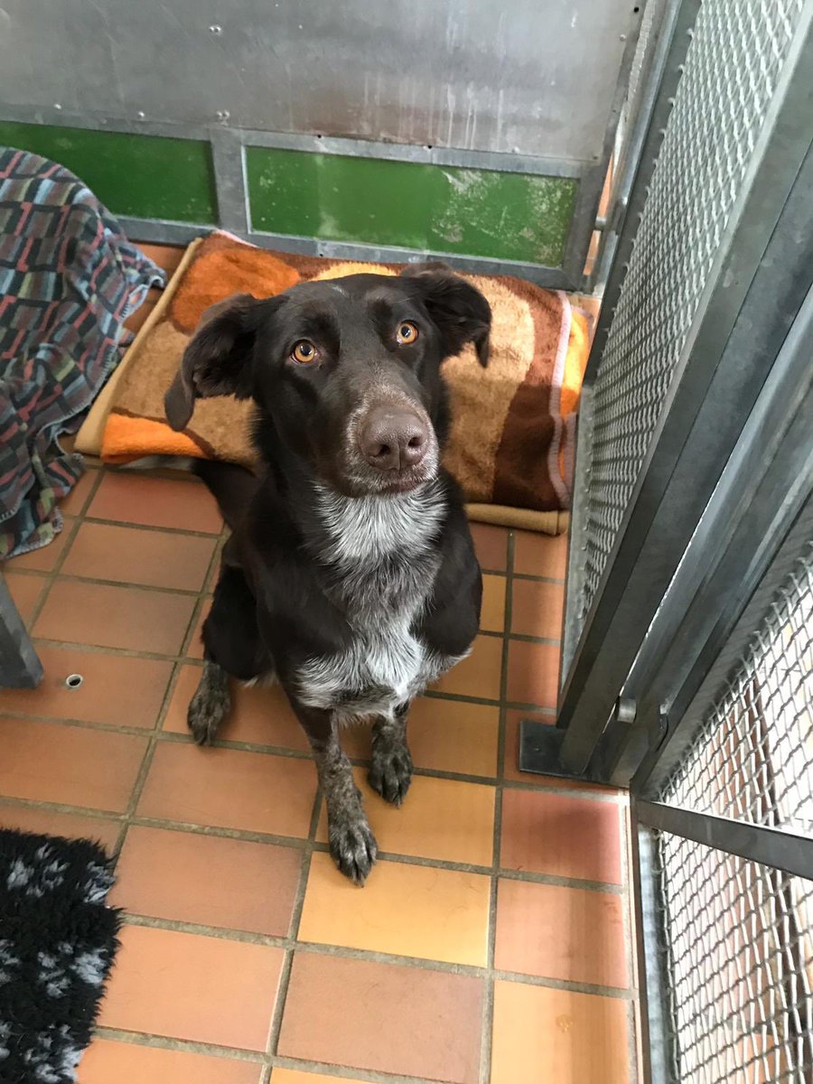 DiplWipsy's tweet photo. Heute zwischen Weißenfeld und Parsdorf gefunden und jetzt im Tierheim. Wem gehört dieser Hund? #Followerpower https://t.co/lIjL69xY77