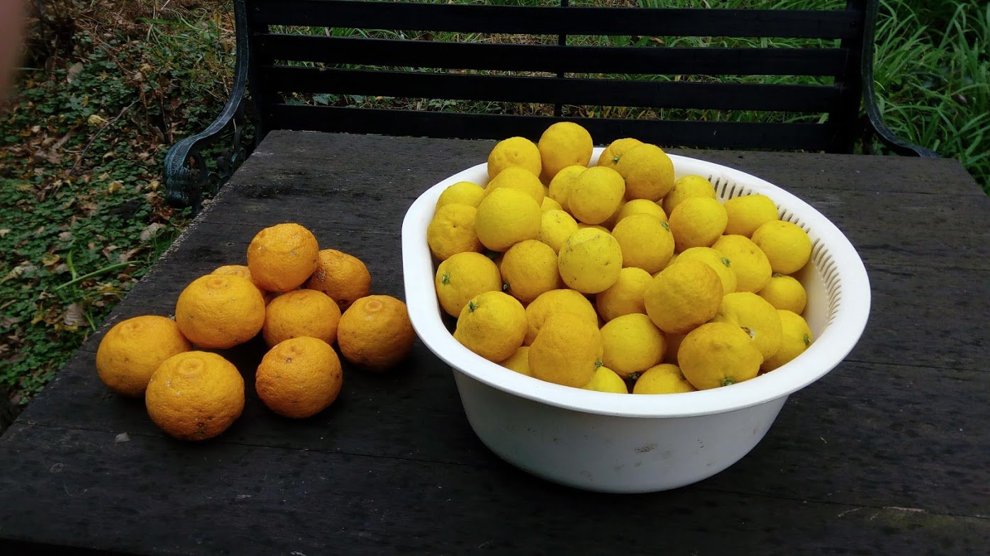 高橋たま のら嫁 冬至なので 雨の降らないうちにと朝急いでゆずをもぎました 左はお風呂用に本柚子 香りがよい 右はジュース用に花柚子 香りは弱いけど皮が薄くて実がいっぱい 2リットルのジュースができたけど すっぱいのでお湯で割って 高橋たま のら嫁 冬至なので 雨の降らないうちにと朝急いでゆずをもぎました 左はお風呂用に本柚子 香りがよい 右はジュース用に花柚子 香りは弱いけど皮が薄くて実がいっぱい 2リットルのジュースができたけど すっぱいのでお湯で割って