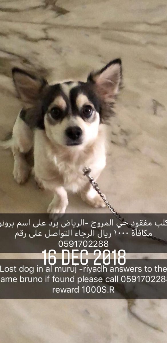 RazanAlGhassab's tweet photo. @OpenPaws Please RT .. #LostDog #Riyadh #OpenPaws https://t.co/D0DO4JQrv4