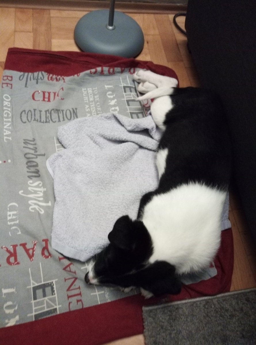 Samwise313's tweet photo. Please say hello to my new dog Waffle https://t.co/CDNbqRFeKg