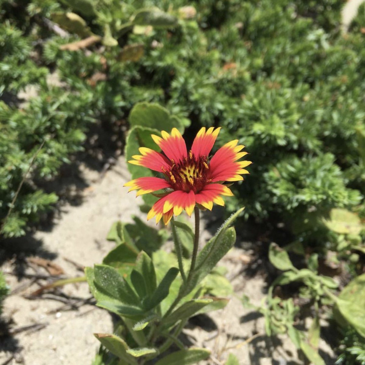 floratimelapse's tweet photo. Let this summer flower warm your winter heart! I found this flower on the dunes of the Outer Banks. Can’t wait for spring! #summer #spring #flowers #flower #nature #naturephotography #photography #outerbanks #obx #summerflower https://t.co/BfGltkgHFa