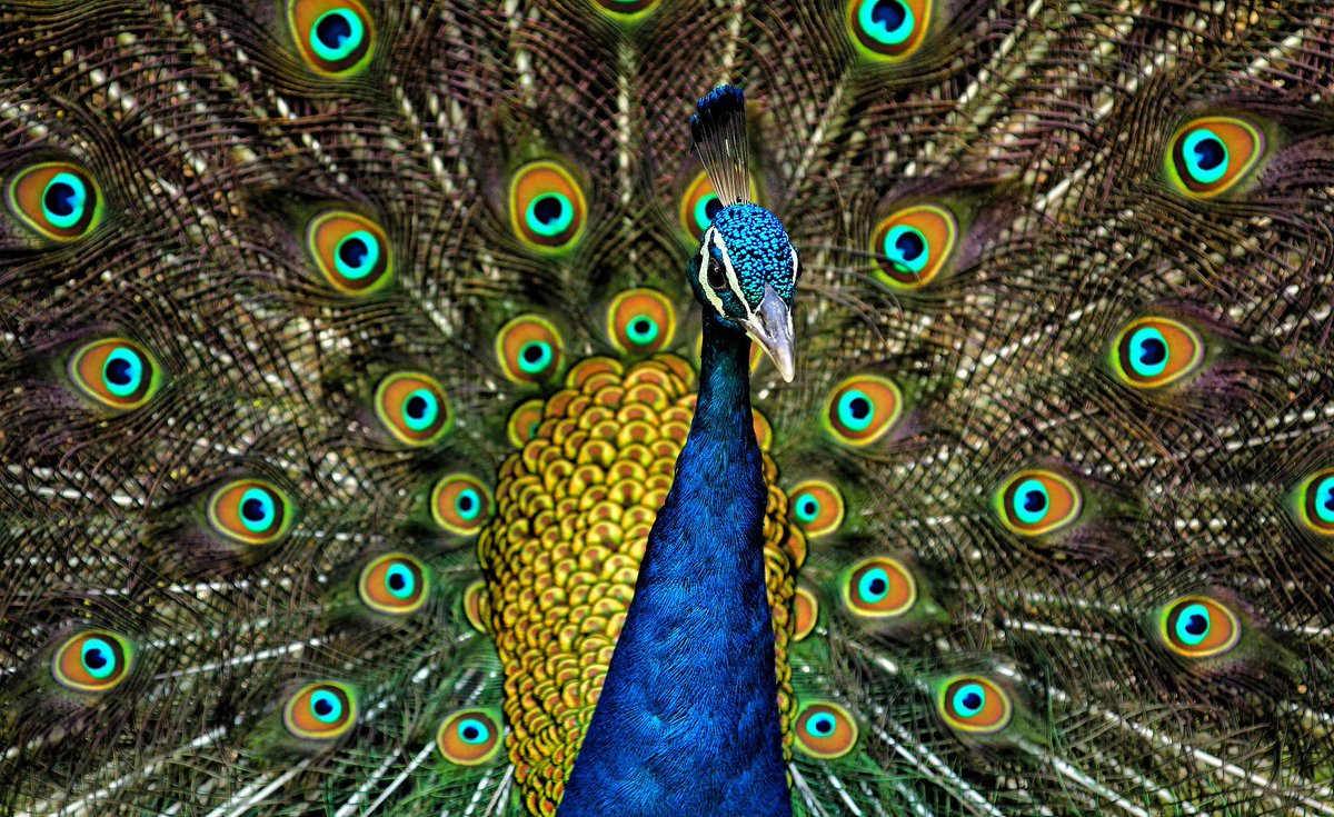 zzznah's tweet photo. Just realized that DeepDream has so many eyes for the same reason peacocks do. It overloads the visual system. https://t.co/ja7g7VEVQz