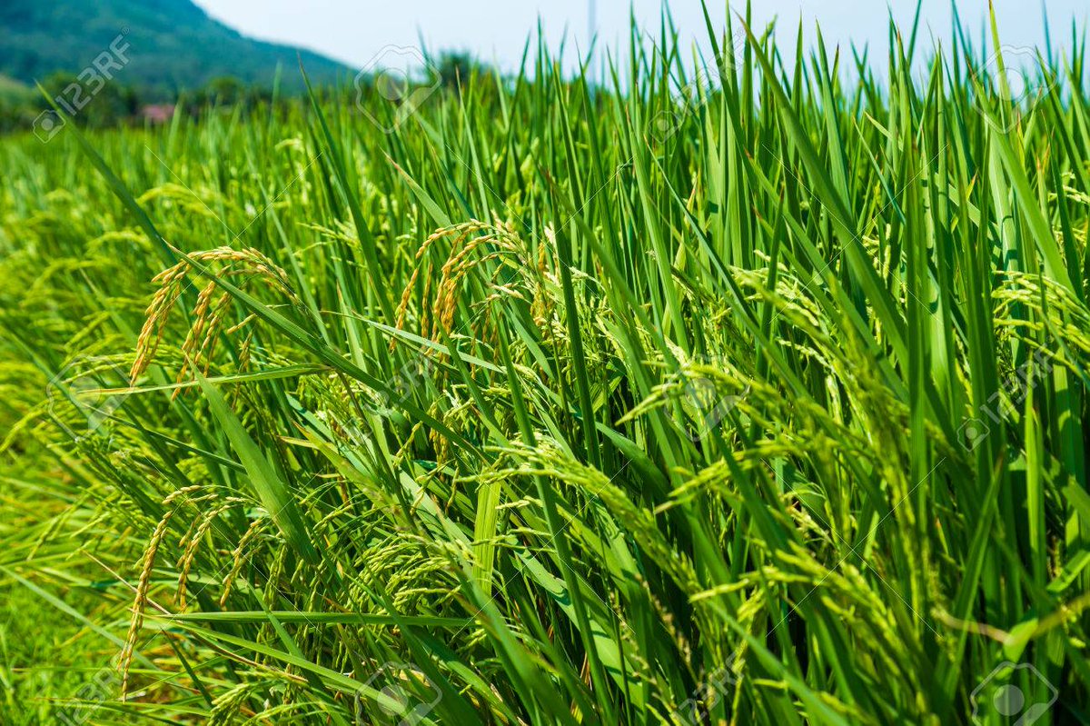 CM OF ODISHA tweet media