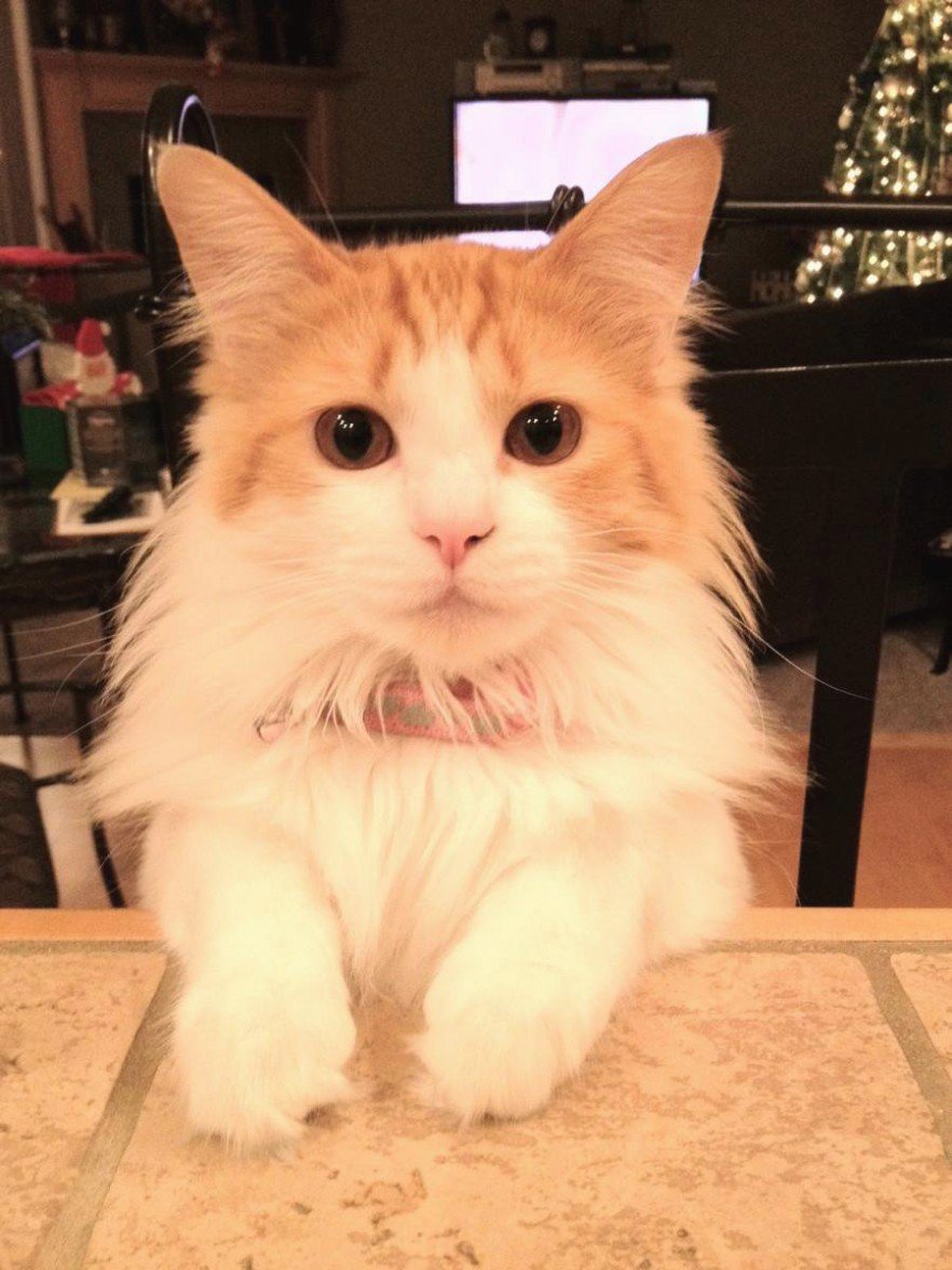 CatSurge tweet media