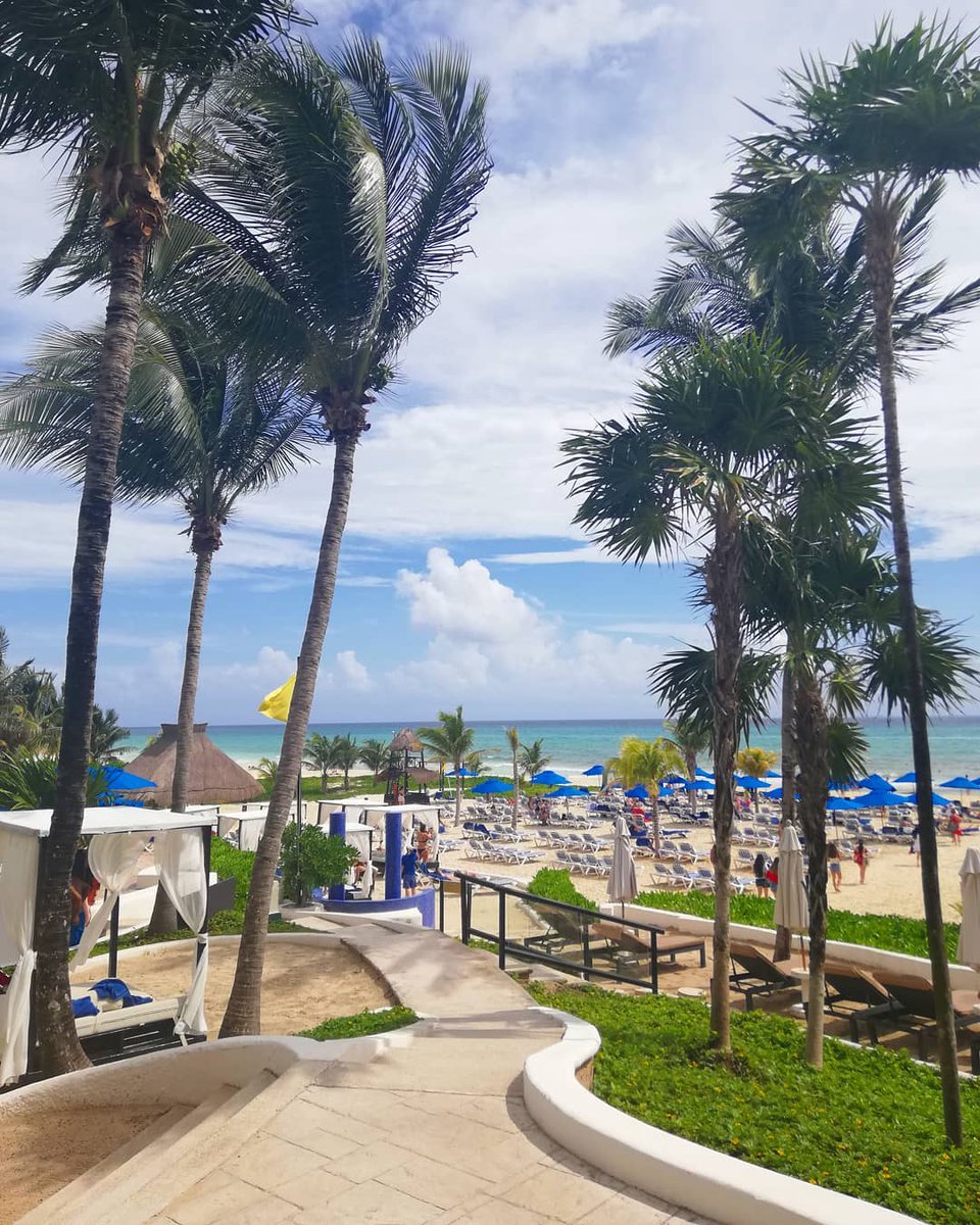 The Reef Playacar tweet media