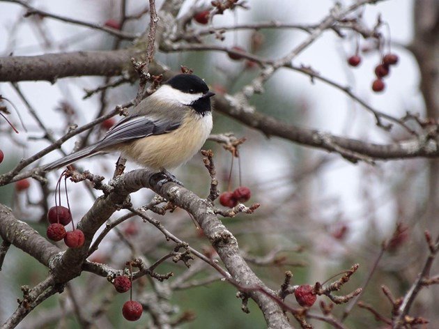 Ottawa-Gatineau bird watchers hold 100th Christmas bird county dlvr.it/Qv9rTr https://t.co/cnU0babTwM