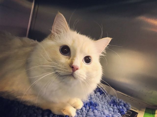 Castle_Vets's tweet photo. A late happy Caturday from Onyx! What a handsome boy!! 😍 #catsofinstagram #instacat #catlovers #caturday #cute #petsofinsta #vets #vetposts #vetsofinstagram #instavet #vetvisits #castlevetsreading #rdguk https://t.co/GDu6QqTlSU https://t.co/d1DL5EVWue