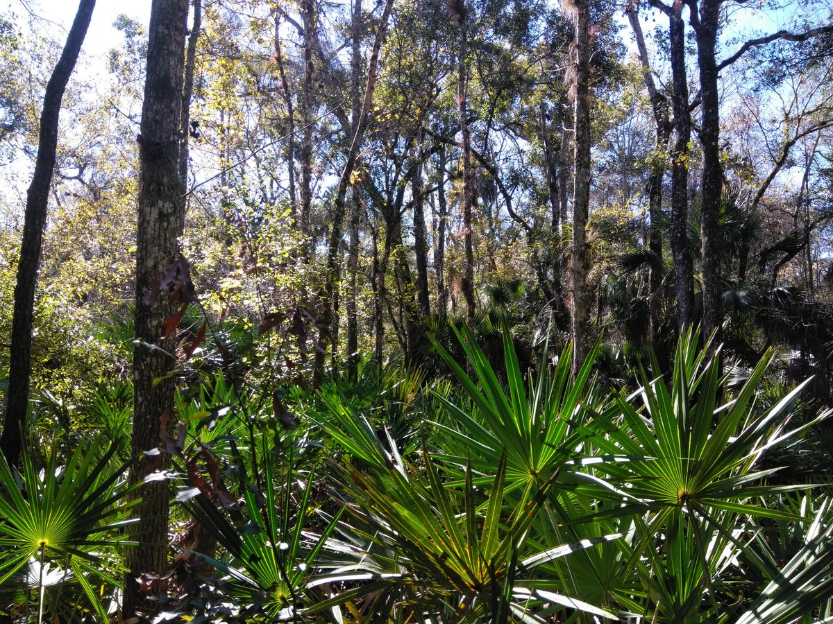 Inspired by @DeadIrishRebel and @Omaha_SRA our chapter went for a group hike in Osceola county! We scouted out some camping spots and plan on coming back for multiple training excercizes. More than just a gun club, the <a href="/SocialistRA/">Socialist Rifle Association</a> is about building comradeship! Join today!