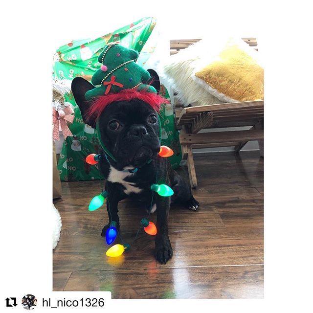 The99stores's tweet photo. Got the Christmas spirit! #Repost @hl_nico1326 with @get_repost
γ»γ»γ»
Christmas Details πΆπππ» Love my Frenchie Copper π₯° #christmas #frenchbulldog #frenchie #frenchiesofinstagram #frenchiesociety #frenchielove #frenchiegoals #details #99centsonlystorβ¦ https://t.co/XVGd3IOF1E https://t.co/99nf5OJJXH