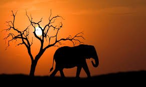 PassportVisa1's tweet image. Experience Africa's breathtaking landscapes on a wildlife safari.

visit bit.ly/2L8PIee Today for your passport and visa documents.
#WildLifeSafari #PassportServices #fastVisa #TouristVisa 
#GetPassportin24Hours #AfricanVisa #childPassport #TravelDocuments