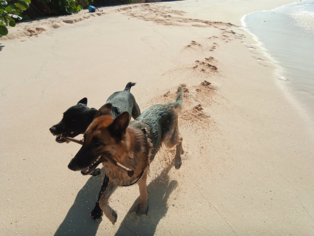 'Tis the season for sharing... #Anguilla #CaribbeanChristmas #Woof