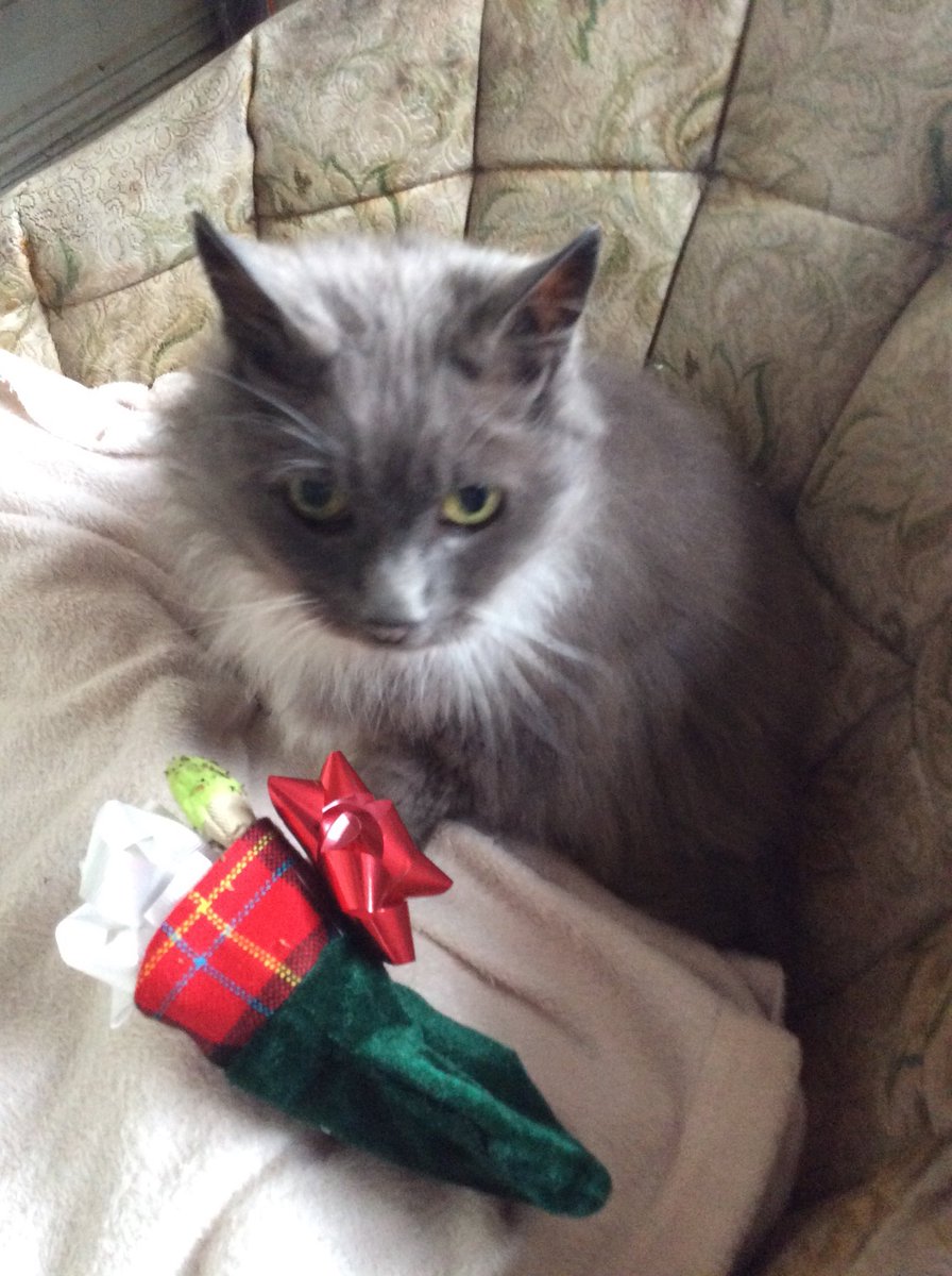 jefmajor's tweet photo. I’m heading up to the farmstead tomorrow so I’m packing VERY slowly today but guess who got her presents early?  Catnip, treats and new fish toy, warm blankets and lots of her favorite thing, bows to play with and hide everywhere https://t.co/wOON9AHpwZ