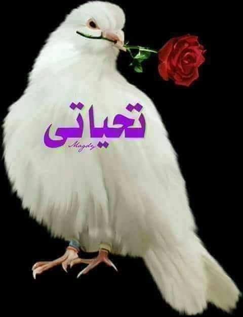تحياتي لاحل جروب