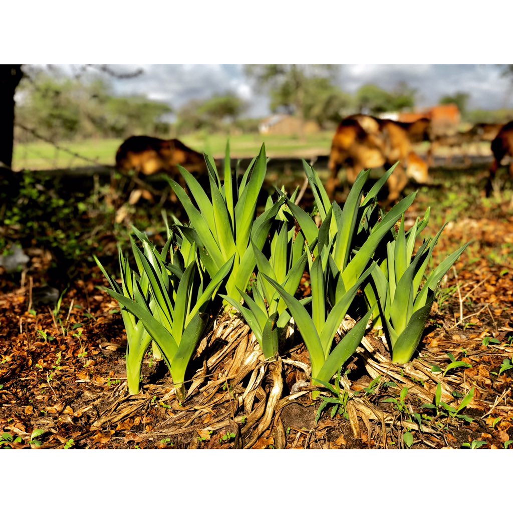 reaganlebi's tweet photo. Title: Natural Plantation 🌱 
Area code: 622934373
Shot by: @reaganlebi
Location: Morogoro, Tanzania 🇹🇿 
.
.
@apple  #ShotoniPhone #mobilephotography #cityphotography #iPhone #MobilePhotoLovers #PichaNiJadiYetu #exploreTanzania #utaliishots #PichaYaReaganlebi #SomewhereInTZ https://t.co/e47tvZtYaX