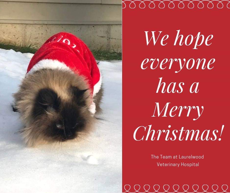 LVH515's tweet photo. Tis the weekend before Christmas and Laurelwood Vet Hospital will be closed until Thurs Dec 27th at 8am. If you require veterinary care, visit EVC at 405 Maple Grove Road. 

Have a safe and happy holiday season! 
#christmas #holidayseason #laurelwoodvets #vetmed #nochocolate https://t.co/rL78342bgY