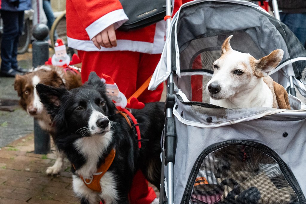 SantaGorinchem's tweet photo. SantaRun is voor jong en oud, mens en dier 🤣. En een beetje muziek maakt alles nog wat feestelijker! https://t.co/fK8X1fr1to