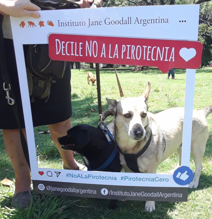 JaneGoodallArg's tweet photo. En estas fiestas, digamos todos #NoALaPirotecnia ¡Sumate! #PirotecniaCero @pavesioluis @JaneGoodallCL @JaneGoodallEspa  @TaisGadeaLara @LizSolariOfcl @JavierCalamaro @nikitaneumann https://t.co/dg01N7DtLG