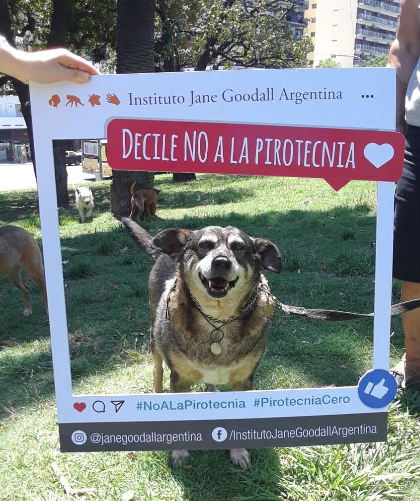 JaneGoodallArg's tweet photo. En estas fiestas, digamos todos #NoALaPirotecnia ¡Sumate! #PirotecniaCero @pavesioluis @JaneGoodallCL @JaneGoodallEspa  @TaisGadeaLara @LizSolariOfcl @JavierCalamaro @nikitaneumann https://t.co/dg01N7DtLG