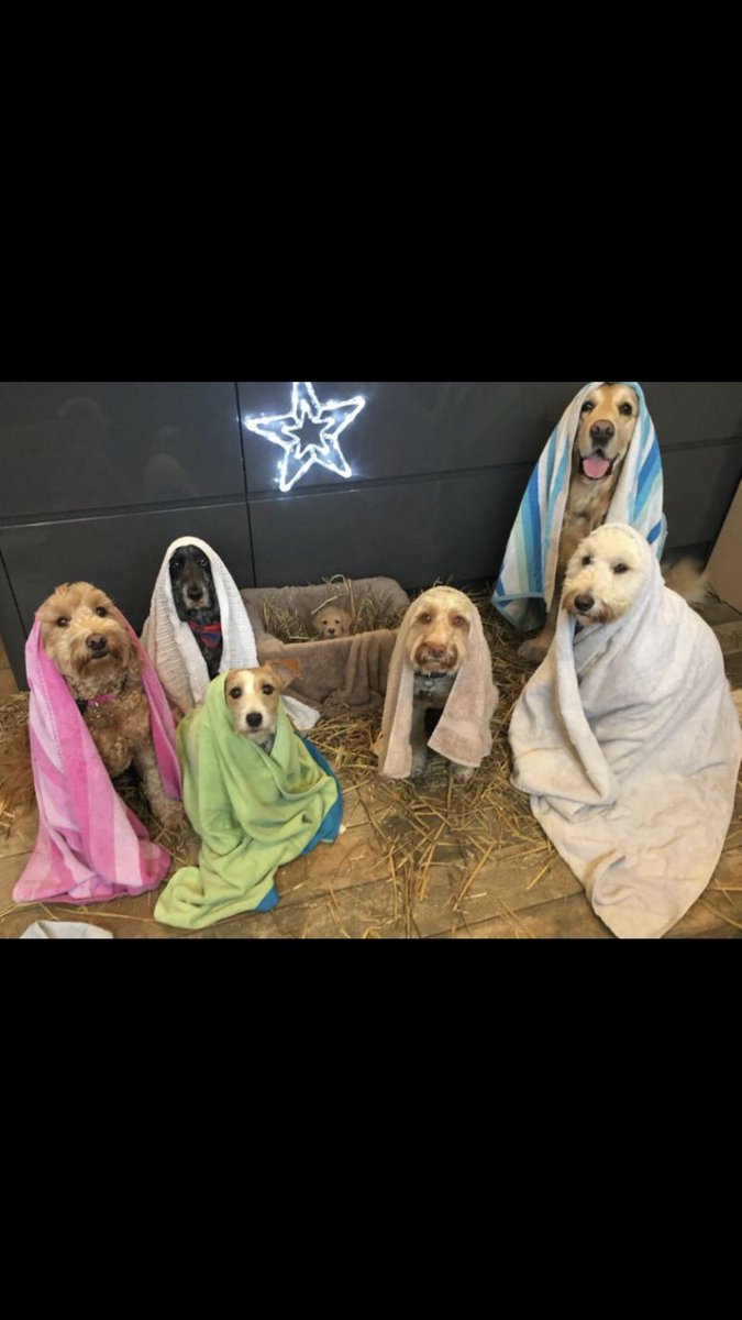 JohnnyFarwer's tweet photo. Canine version of the nativity 😂😂😂 https://t.co/07q86IeZAK