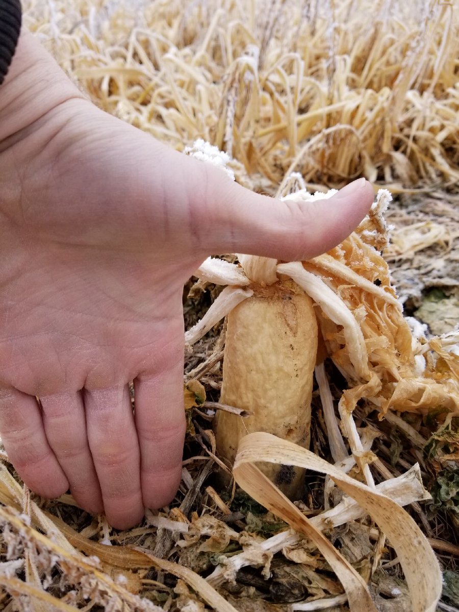 NDsoilhealth's tweet photo. @Lee_Briese Do we call him #twitterlessTony like @MBsoilsleuth has her #twitterlessJohn? Cool pics! https://t.co/yhkmQ2lULc