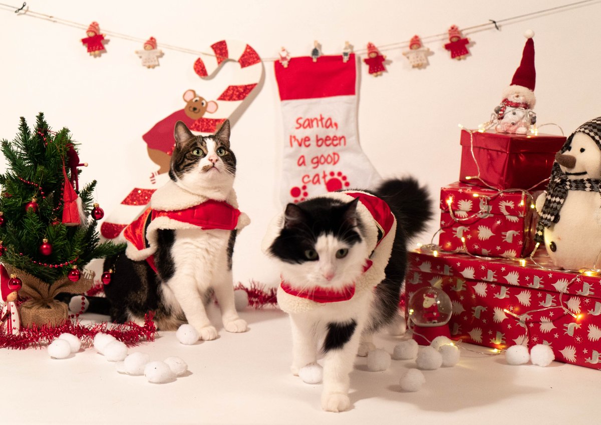 CAmazingFilms's tweet photo. 🤶MERRY CHRISTMAS!! 🌟 Watch and share this awesome video about a couple of naughty Christmas cats 😻: https://t.co/rIDPdbrJCE #cats #christmas #merrychristmas #christmascats #HappyNewYear #HappyNewYear2019 #naughtycats #santaselves #hohoho @Shamelmuts https://t.co/sik5BkaqCH