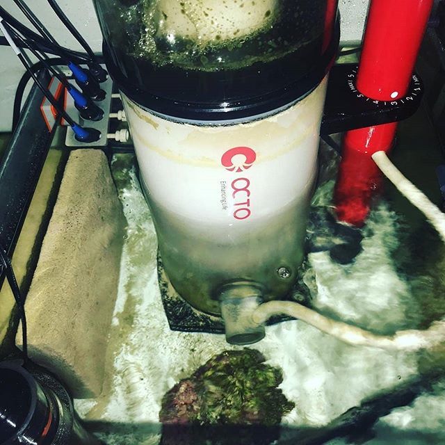 CoralVue's tweet photo. Reef Octopus doing its thing. 💪
#coralvue #reefoctopus #reefoctopusskimmer #skimmer #octo #aquariumequipment
@mariafacesaid
#sump #aquarium #reeftank #filtration #saltwatertank #saltwateraquarium https://t.co/1P3EnSvH0P