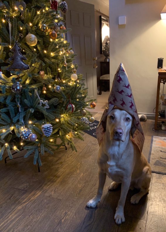 Harvey The Dog tweet media