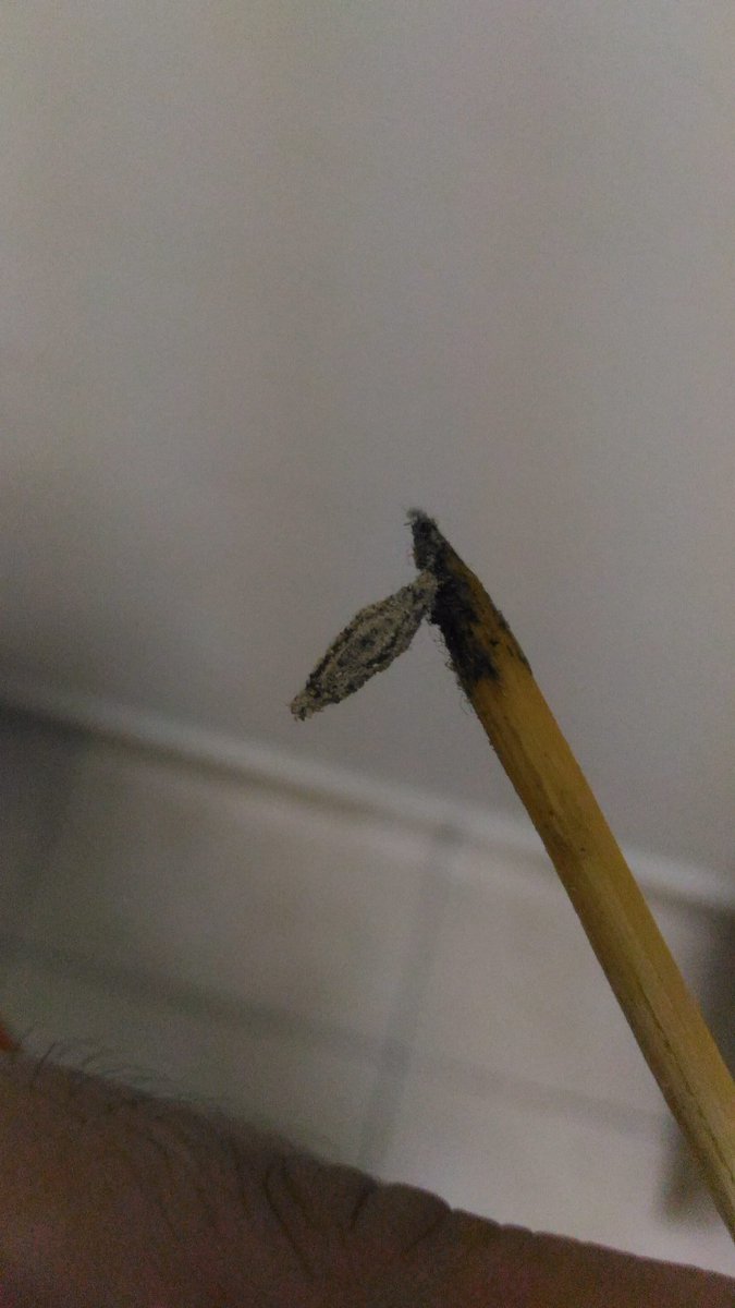 Ikar On Twitter Korang Tau Tak Binatang Apa Ni Ada Banyak