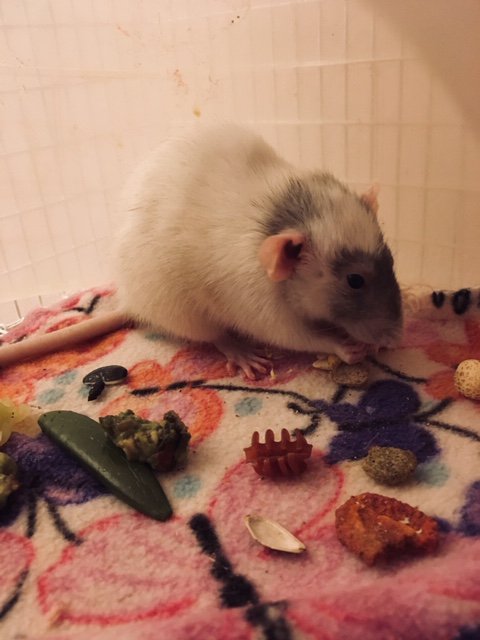 Adorable rat with an even cuter name - meet Squeeze! She's a spunky 6-month-old Dumbo with a zest for adventure! Can she be your main squeeze? #RATS #fancyrat #ratties