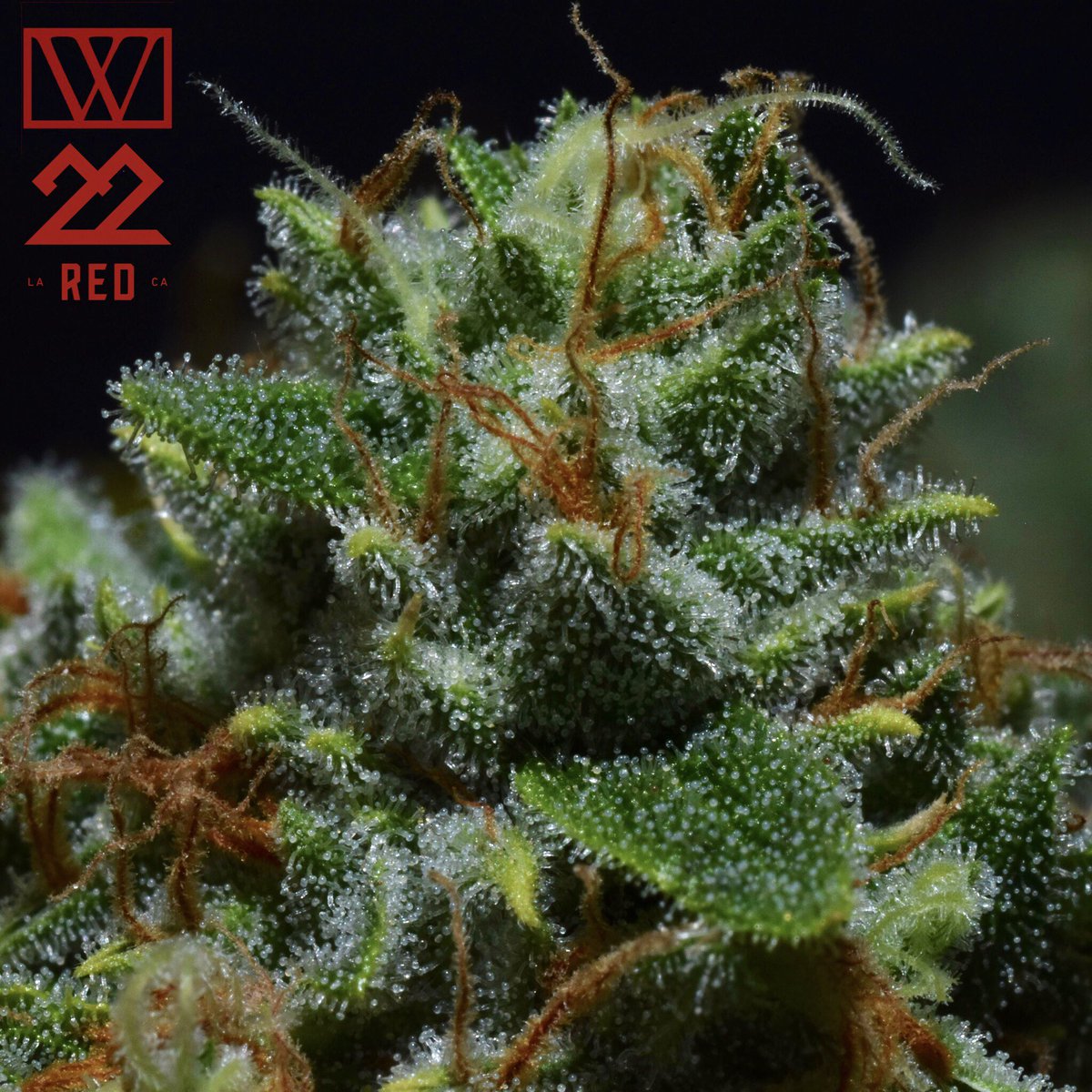 CookiesMelrose's tweet photo. Exclusive drop , #PineappleOG & meet & greet with @ShavoOdadjian (system of a down) 12-6 pm ! https://t.co/n9j1p5Vguy