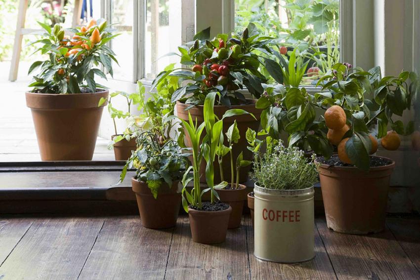 Des plantes dépolluantes pour purifier l'air de nos maisons. Une excellente idée mais pas n'importe lesquelles! Suivez-nous. seniorsmag.be/sante/673/ma-m…