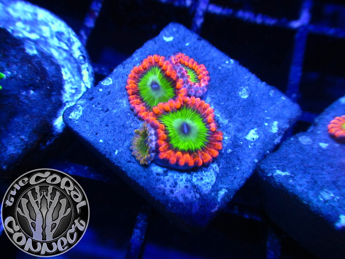 thecoralconnect's tweet photo. Open today no appointment needed 11-6pm every Friday and Saturday!!!
 5931 Ravenswood Rd unit A20 
 Ft. Lauderdale FL, 33312
 #thecoralconnet #allmymoneygoestocoral #coralreef #reef2reef https://t.co/0bgygMk8k4