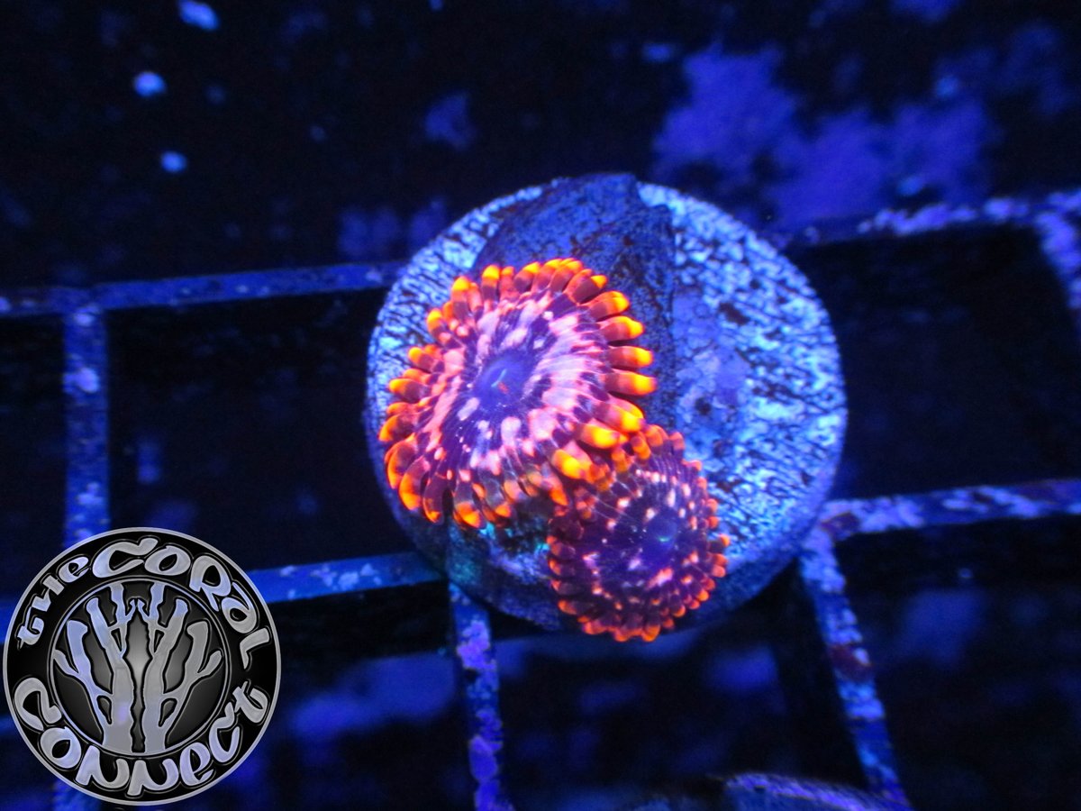 thecoralconnect's tweet photo. Also check out https://t.co/Eb6RqMSU3J 
https://t.co/cHLNAlzNDx 
https://t.co/yTW72P4OsE
#reefaquarium #coralreef https://t.co/ERibw106tr