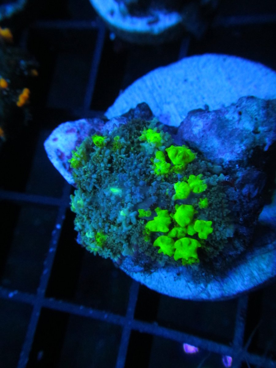 thecoralconnect's tweet photo. Also check out https://t.co/Eb6RqMSU3J 
https://t.co/cHLNAlzNDx 
https://t.co/yTW72P4OsE
#reefaquarium #coralreef https://t.co/ERibw106tr
