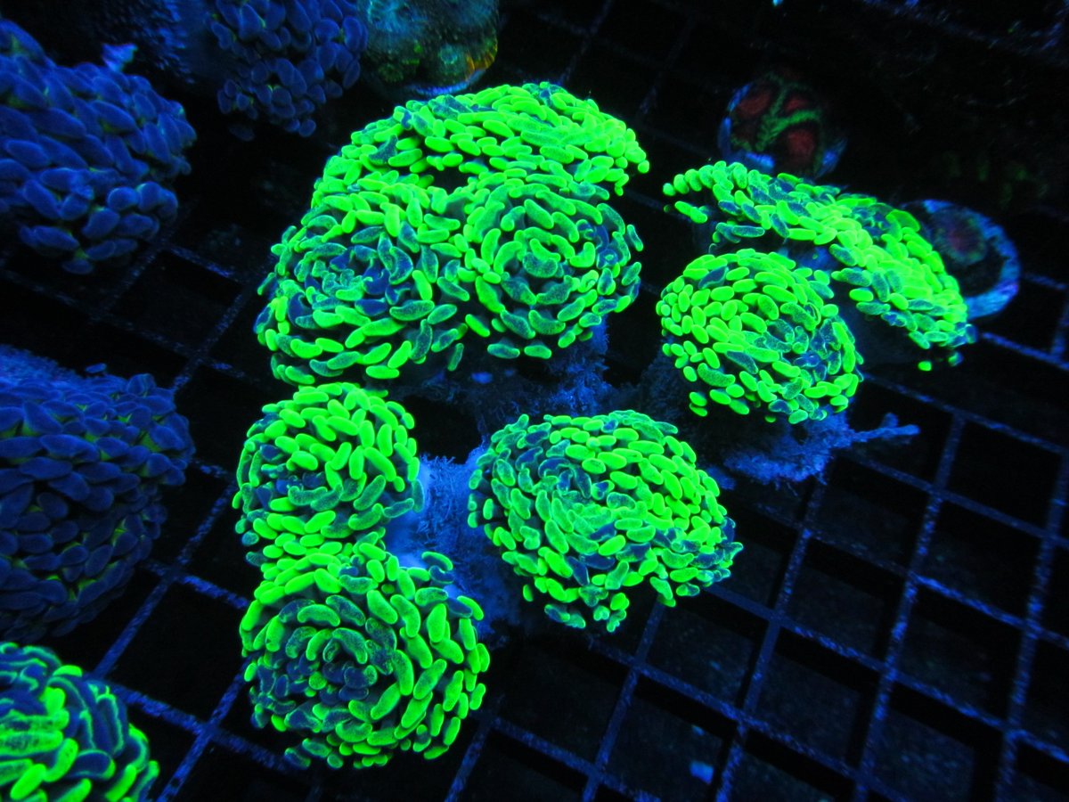 thecoralconnect's tweet photo. Also check out https://t.co/Eb6RqMSU3J 
https://t.co/cHLNAlzNDx 
https://t.co/yTW72P4OsE
#reefaquarium #coralreef https://t.co/ERibw106tr