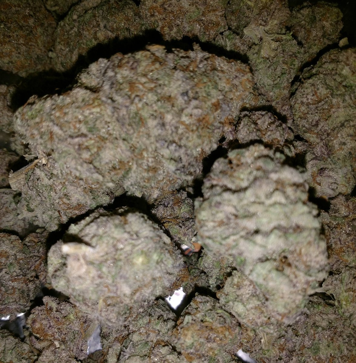 HumboldtsF's tweet photo. #pickyfarmerapproved #cannabis #weed #humboldt #hightimes #highlife #wesmokedifferent #wegrowdifferent https://t.co/IqJVcvaPQN