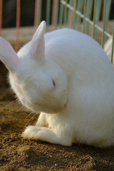 さかもと天助 Twitterissa 京都市動物園のウサギさん 毛繕いしてました 当たり前だけど目が赤いですね 京都市動物園 ウサギ