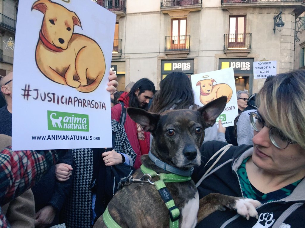 AnimaNaturalis's tweet photo. Cientos de personas estamos pidiendo #JusticiaParaSota frente al Ayuntamiento de Barcelona. Los tiempos han cambiado, ahora LOS ANIMALES IMPORTAN. https://t.co/nOVPaXoZOJ
