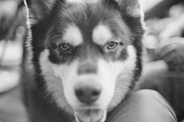 jerwaters's tweet image. Those eyes 👀
Meet Denali, my uncle’s pooch, Siberian Husky, Rottweiler mix. I think I’m in love 💕
.
#olympusom2n #shootfilm #ilford #ilfordhp5 #50mm #filmisnotdead bit.ly/2ByA4En