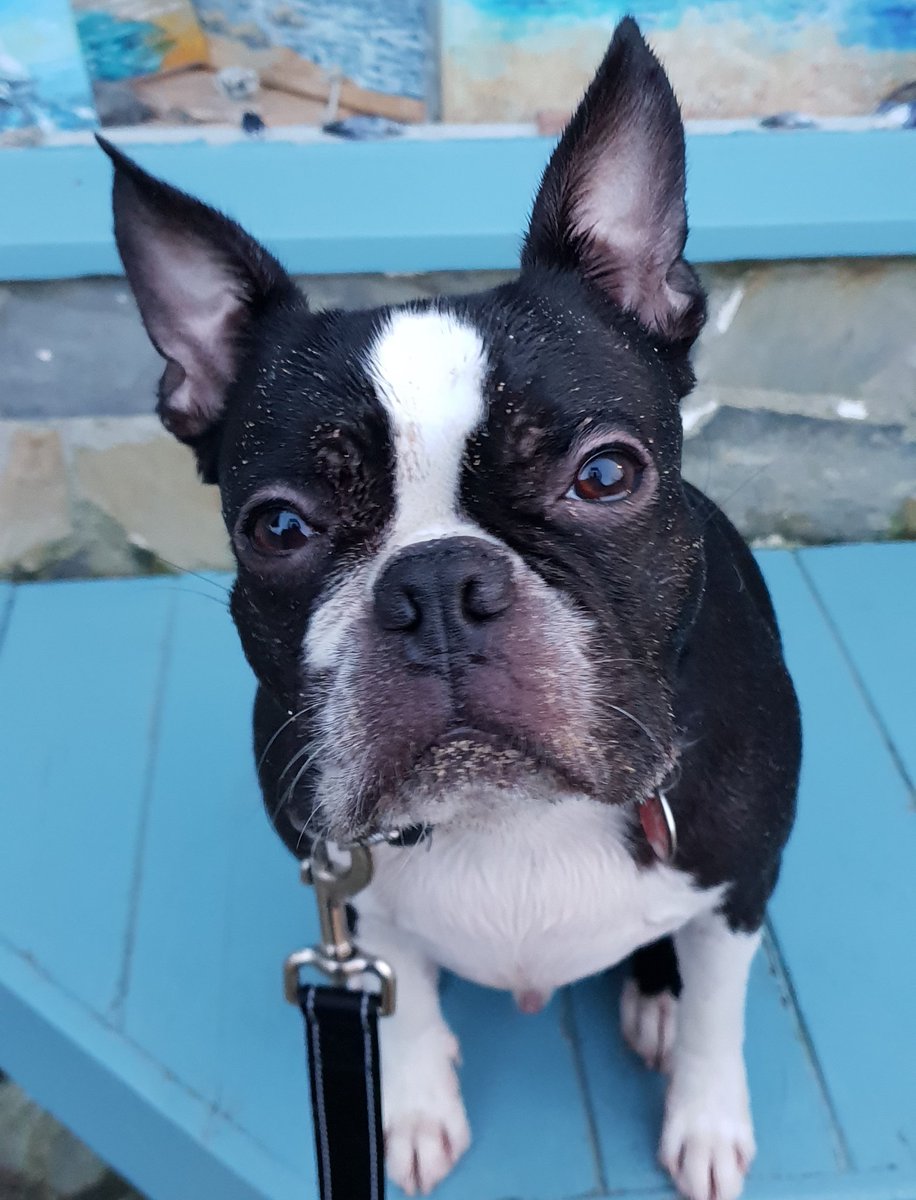 sunforsarah's tweet photo. A wall on the beach and already I'm chilled out and ready for our Cornish Christmas!
#beachtime #mawganporth
#bostonterrier #berniedog https://t.co/u3kqEYgcYh
