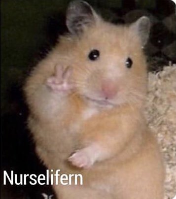 MiahNicolette's tweet image. Jinxed myself by sending this to my coworker before our shift last night LOL F M L I literally was this hamster all night #Haimster #myptiscrashingnbd ✌🏼🐹