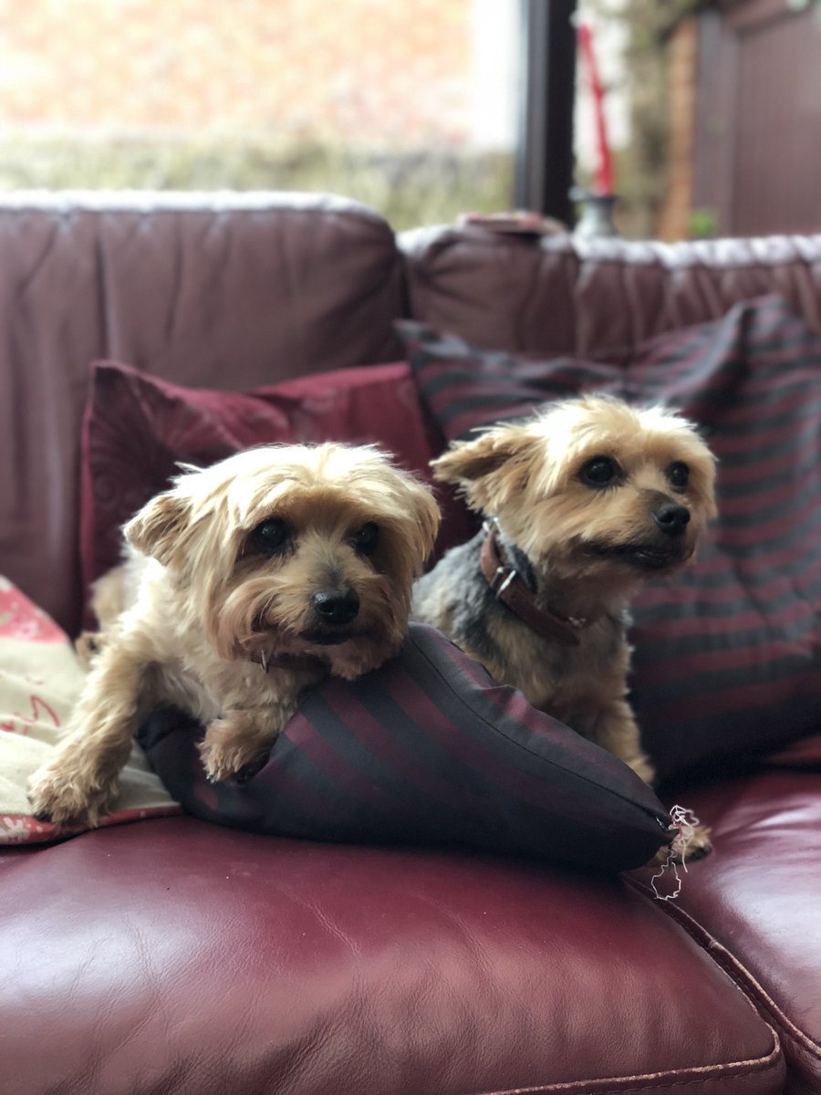 BUSAPAR3's tweet image. RIP 🐶 Dudley 💔 #devestated #dog #dogoftwitter